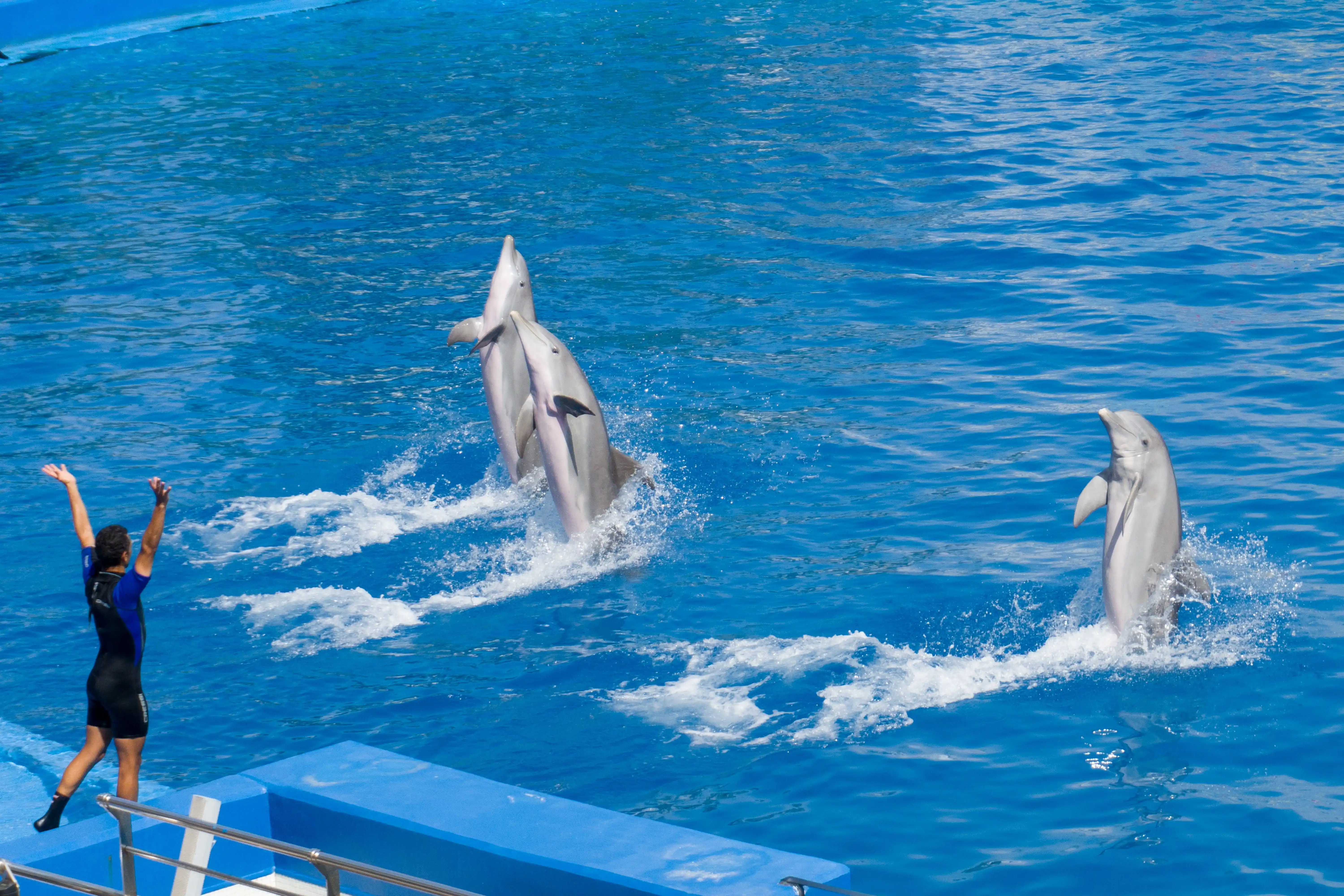 Dubai Dolphinarium: Dolphin & Seal Show