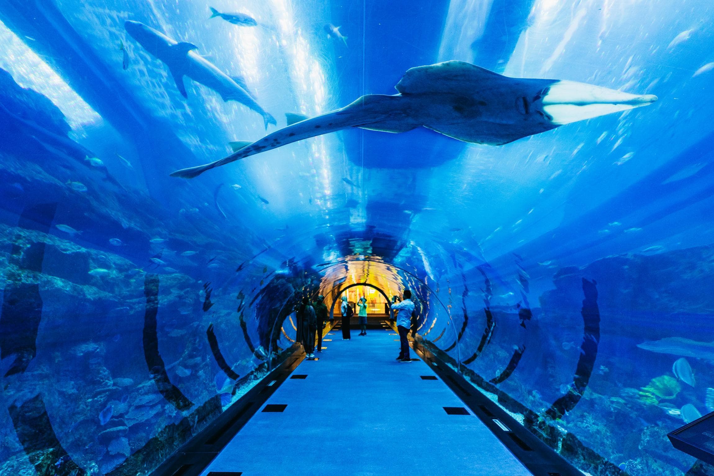 Dubai Aquarium & Underwater Zoo